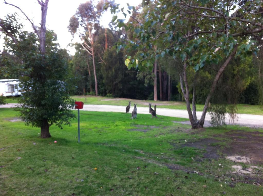 Mallacoota'S Shady Gully Caravan Park Eksteriør billede