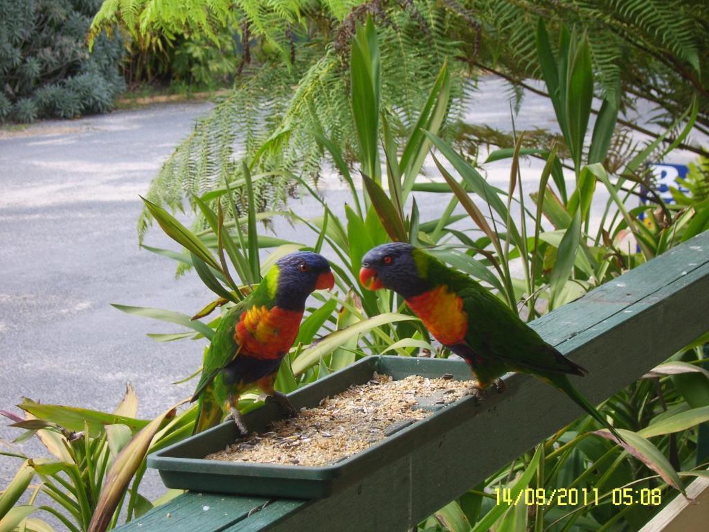 Mallacoota'S Shady Gully Caravan Park Eksteriør billede